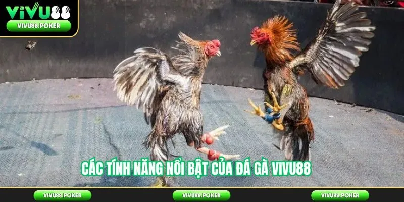 Các tính năng nổi bật của đá gà Vivu88