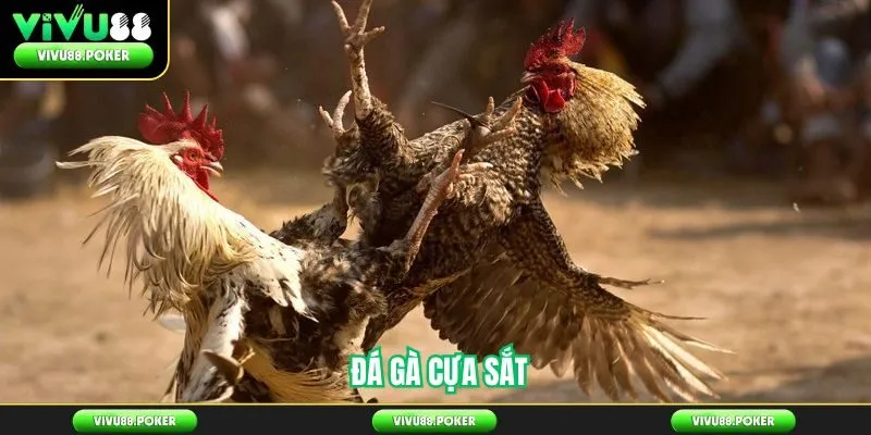 Đá Gà Cựa Sắt