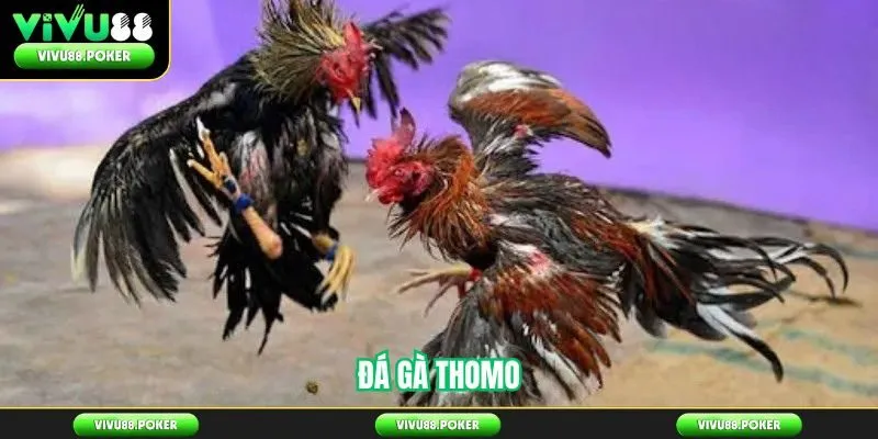 Đá gà Thomo