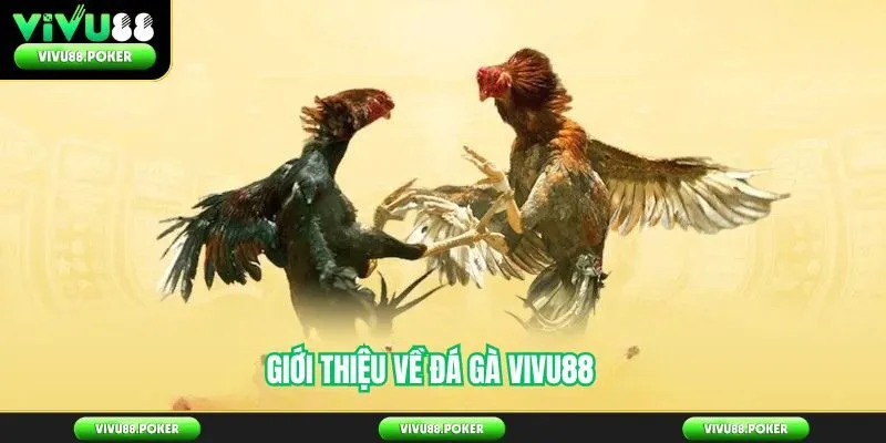 Giới thiệu về đá gà Vivu88