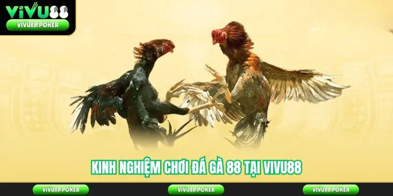 Kinh Nghiệm Chơi Đá Gà 88 Tại Vivu88 
