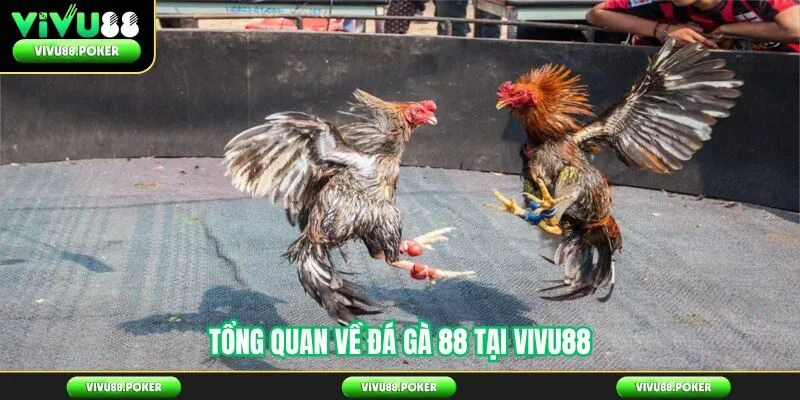 Tổng Quan Về Đá Gà 88 Tại Vivu88