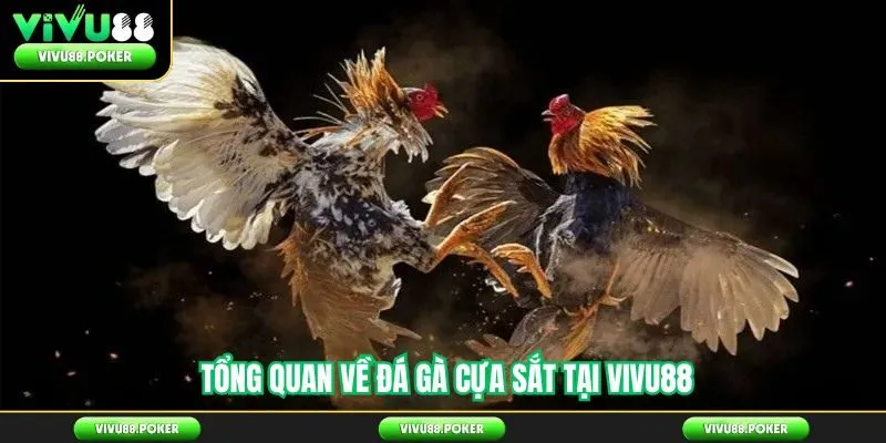 Tổng Quan Về Đá Gà Cựa Sắt Tại Vivu88